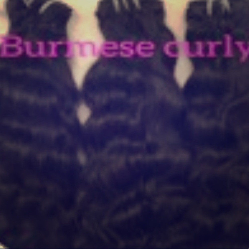 Raw Burmese Curly, Indian Wavy or Straight
